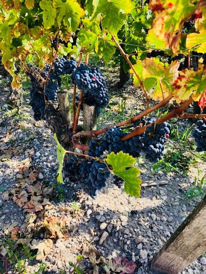 International Wine & Travel journey photo