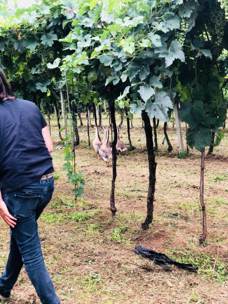 International Wine & Travel journey photo