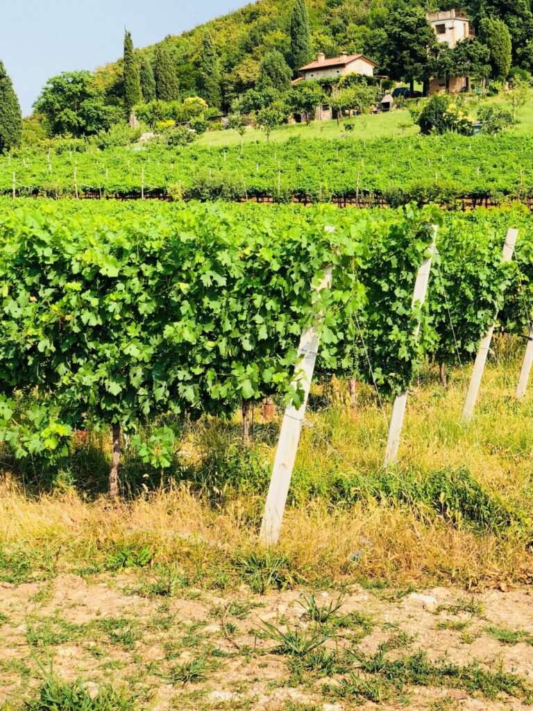 International Wine & Travel journey photo