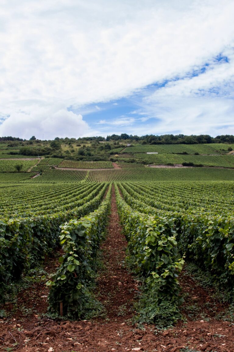 Champagne, Chablis, Burgundy & Lyon