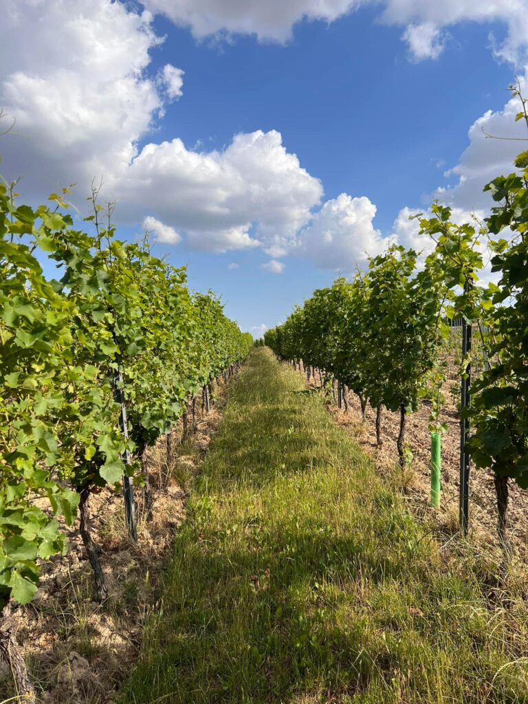 Bavaria, Germany: Uncork Wine & Heritage